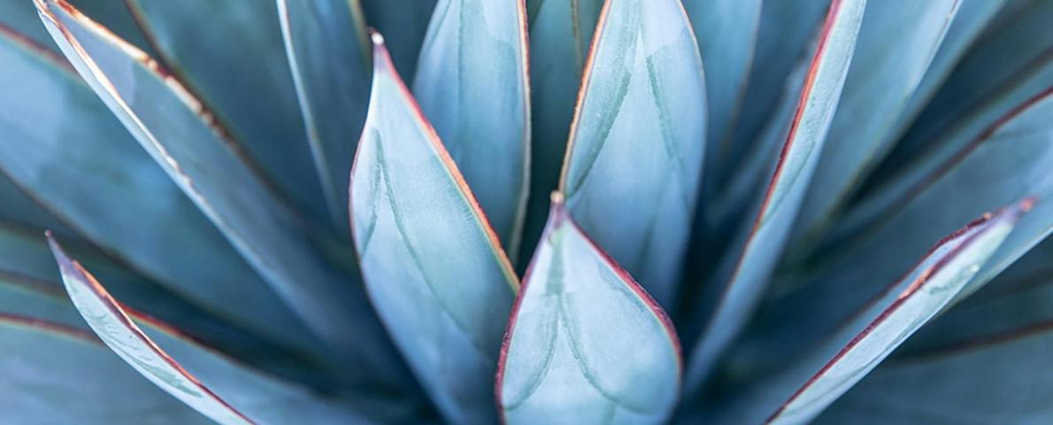 Blumen blau
