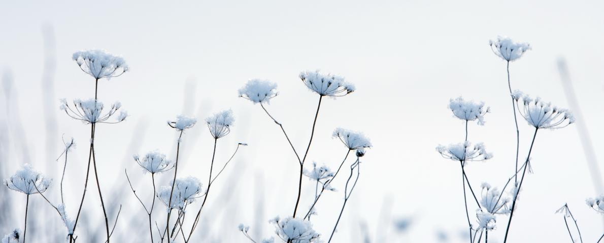 blumen