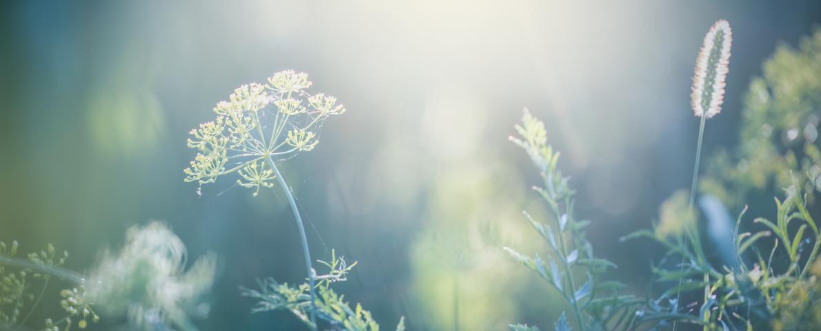 Blumen