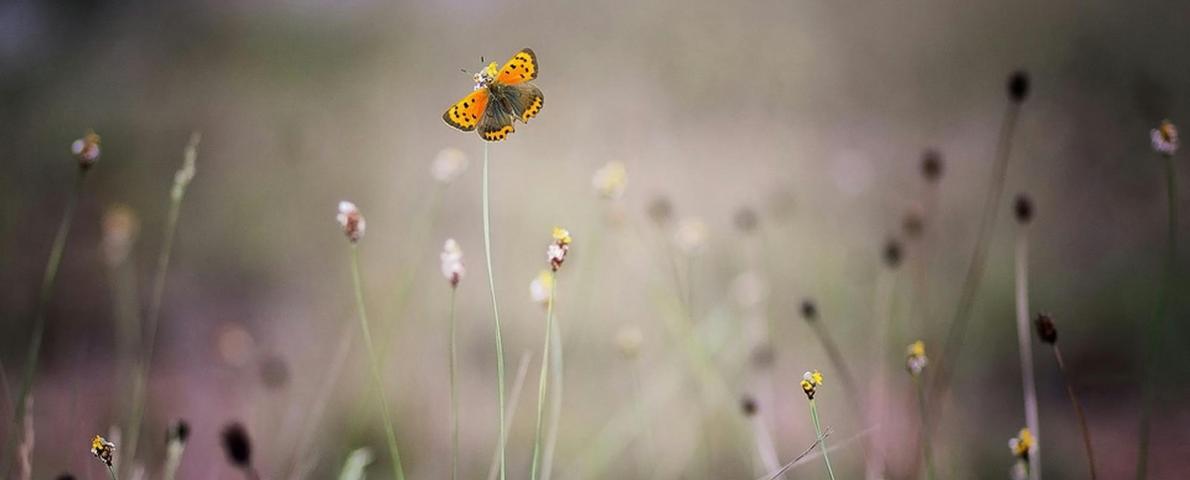 schmetterling